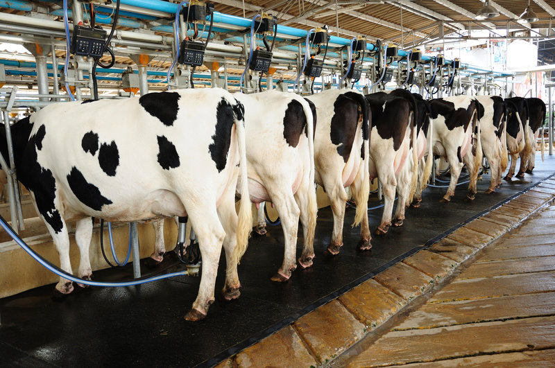 Provision of Milk Coolers Good News to Dairy Farmer