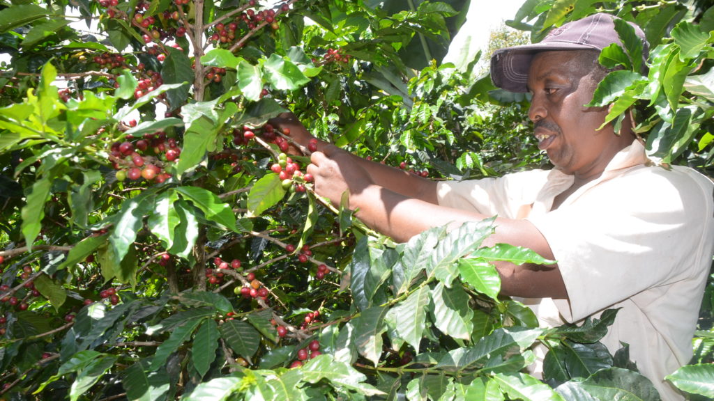 Kenyan Coffee Farmers Find Hope in Gachagua’s Quest to Reach U.S. Market