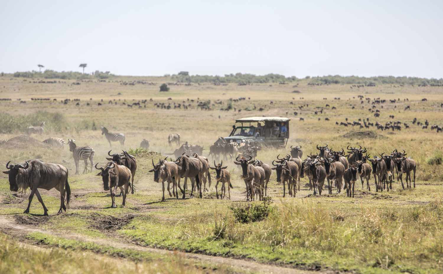 Partnership Between County and National Govts Boosts Tourism in the Mara
