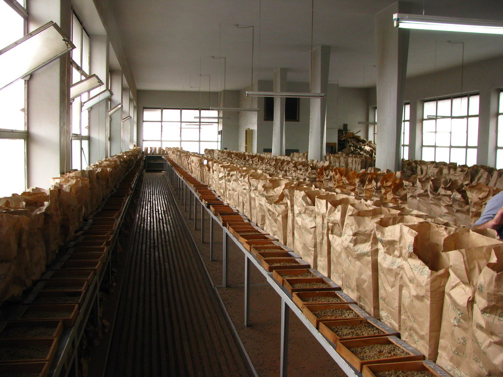 Coffee Reforms: Auction Volumes Surge at Nairobi Coffee Exchange