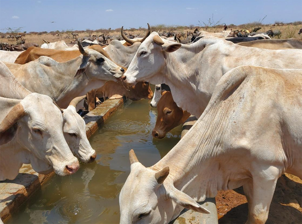 Govt Keen On Improving Livestock Production in ASAL Regions