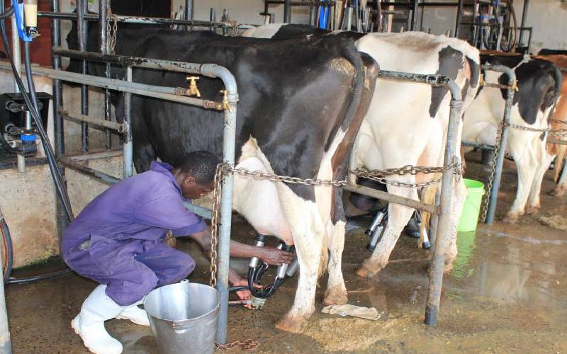 Inside Govt’s Strategy for the Dairy Industry During El Nino Rains
