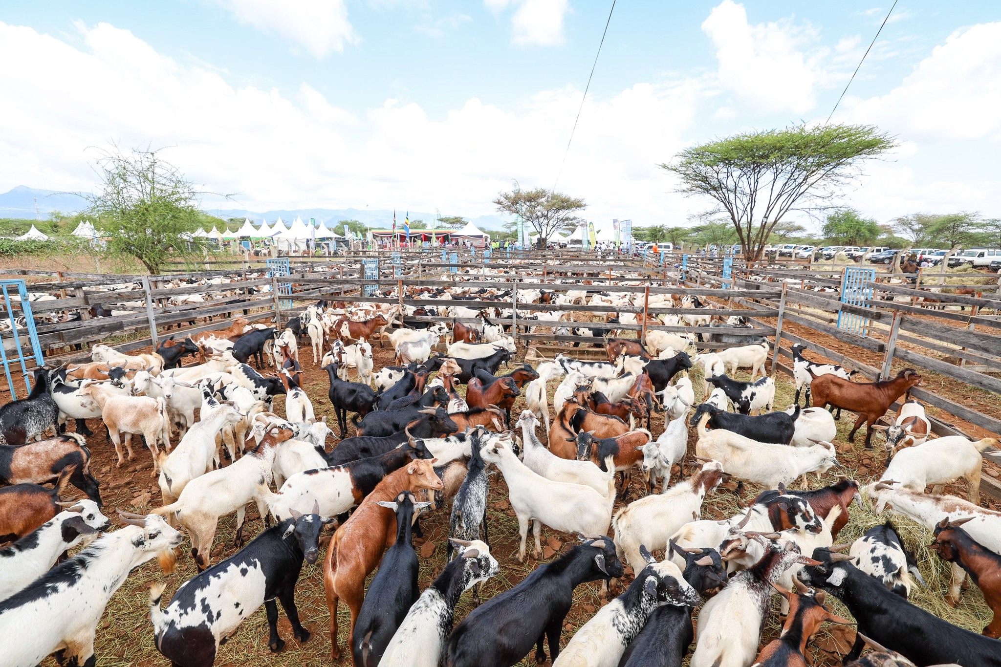 Ruto, Gachagua Attend Kimalel Goat Auction, Purchase Goats Worth Ksh.15M