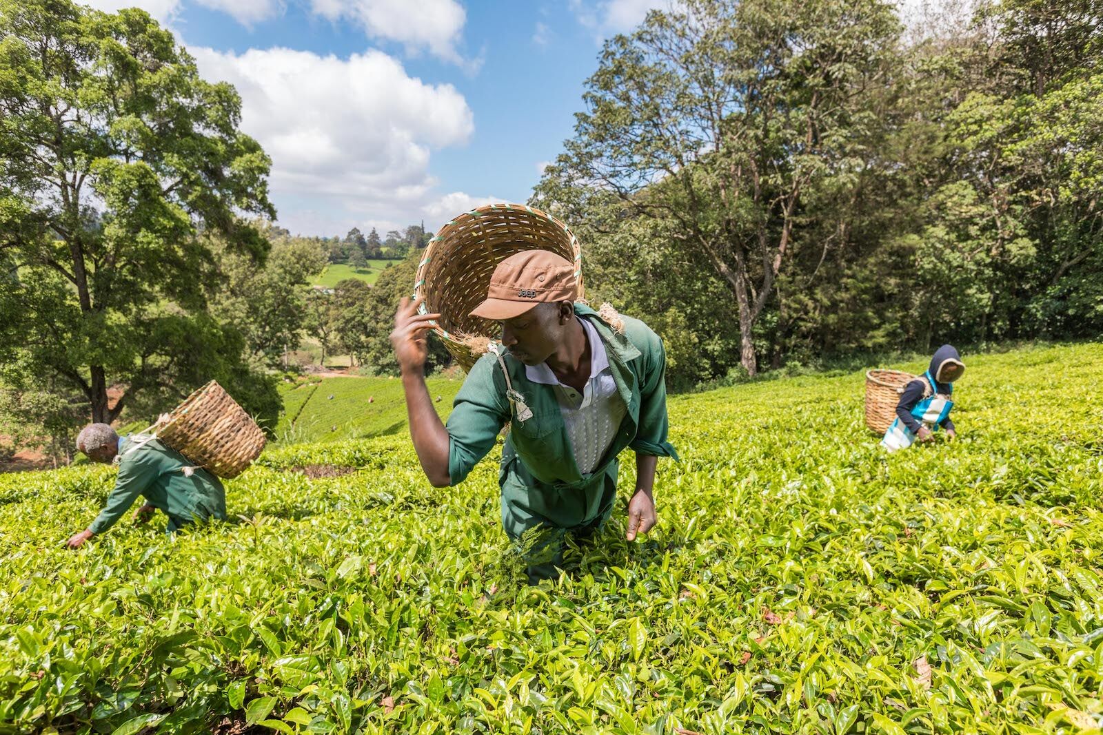 Coffee, Tea Farmers Biggest Winners of 2023