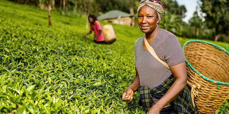 Tea Farmers to Earn Ksh 25 Per Kilo from Current Ksh14