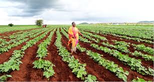How Govt is Revolutionizing Kenya’s Agriculture