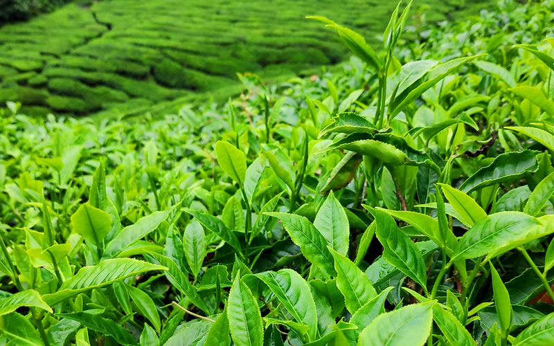 Kenya’s Tea Industry Earns Record Ksh200 Billion in Exports
