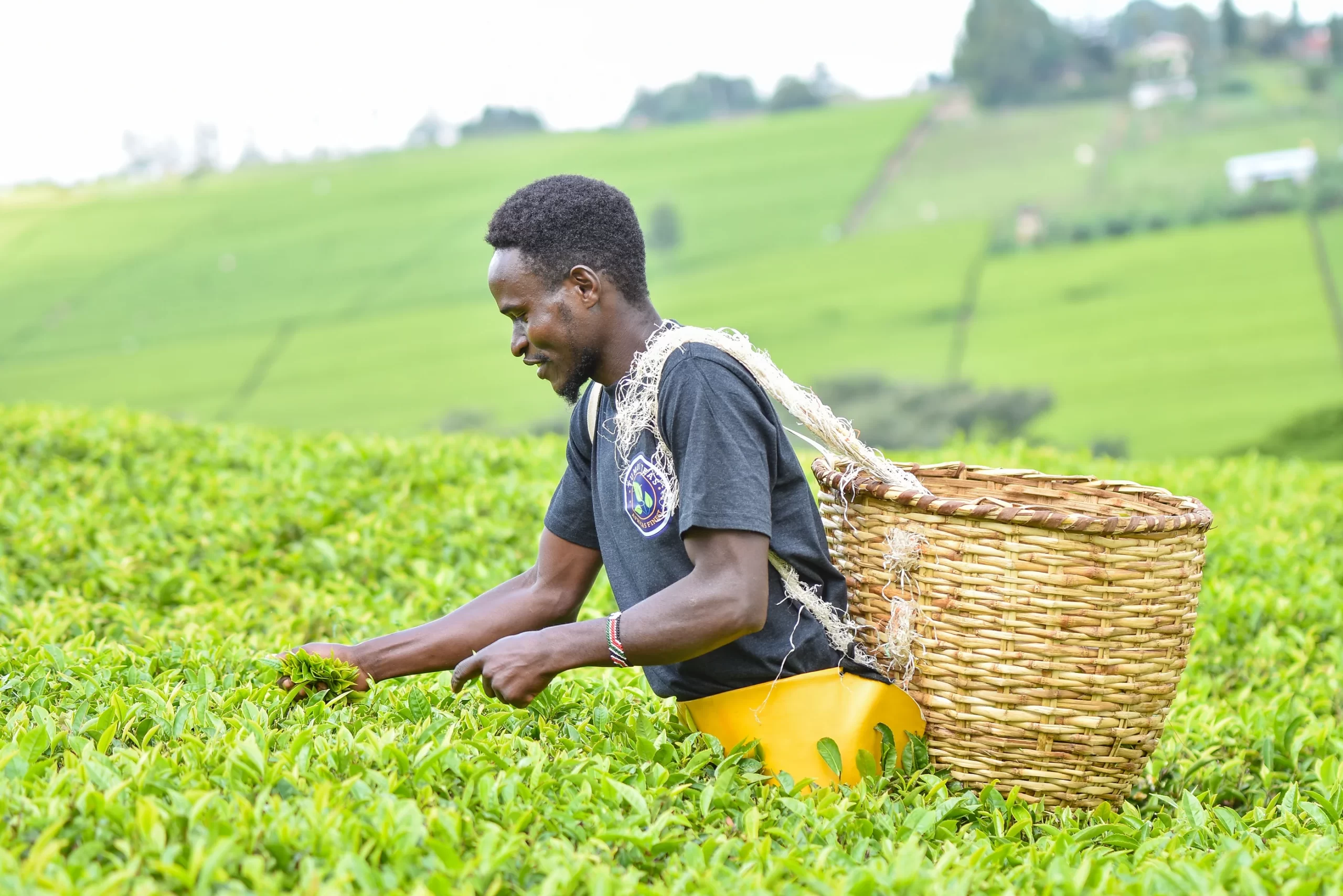 Kenyan Tea Farmers to Receive Earnings Tied to Dollar Exchange Rate