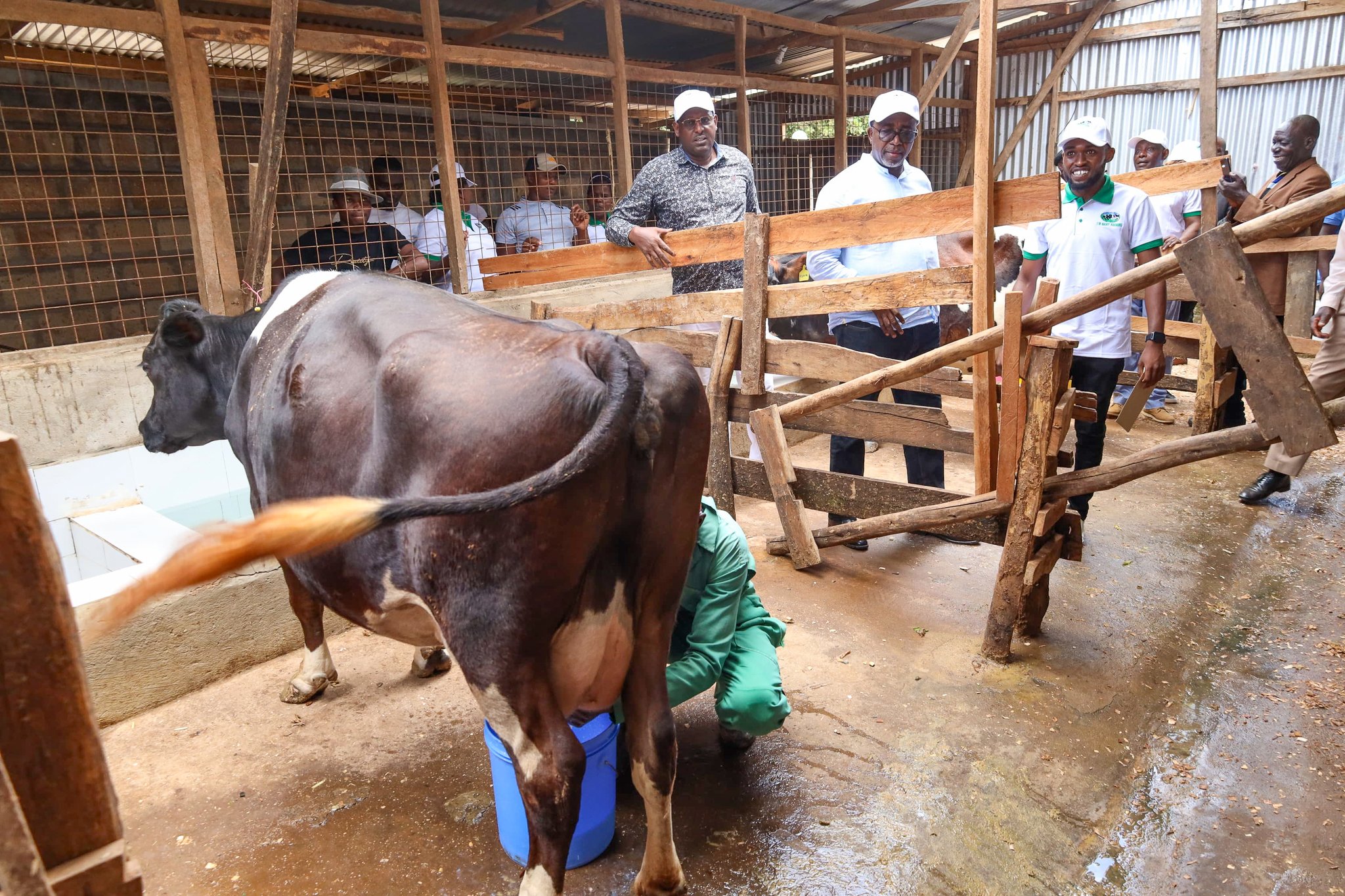 Kenya Keen on Improving Livestock Health