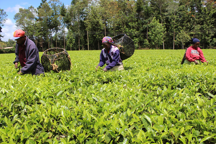Tea Produced By KTDA Rise By 15.2pc To 763.2 Million Kilos