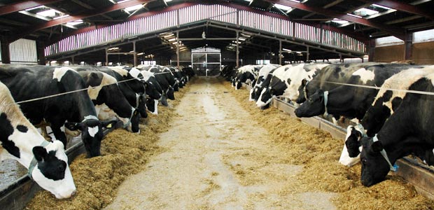 Govt Keen on Bettering Kenya’s Dairy Sector