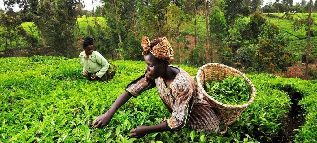 Govt Exploring Increasing Tea Earnings to Match US Dollar 