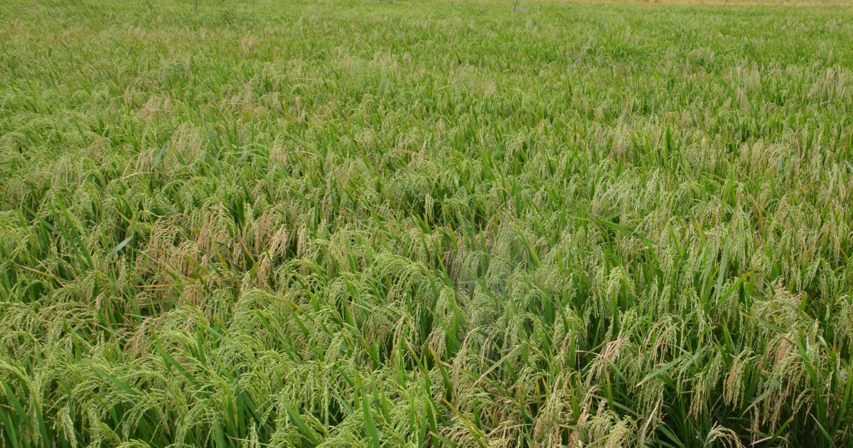 Govt Transforming Tana, Bura Irrigation Schemes Into Major Rice Producers