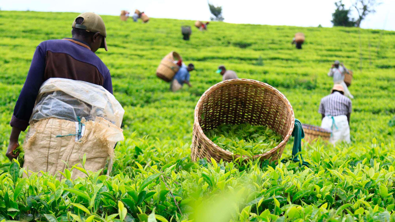 Tanzania Opens Its Doors for Kenyan Tea Following New Trade Deal