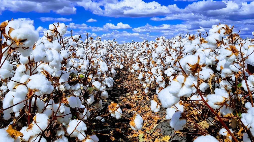 Govt Launches Cotton Seeds Distribution to Farmers Countrywide