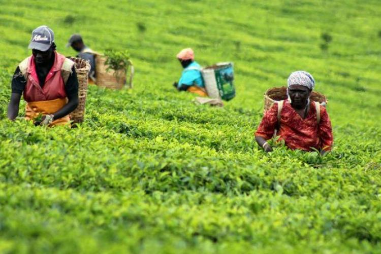 Kenya’s Tea Industry Hits Record High: Export Earnings Soar in 2023