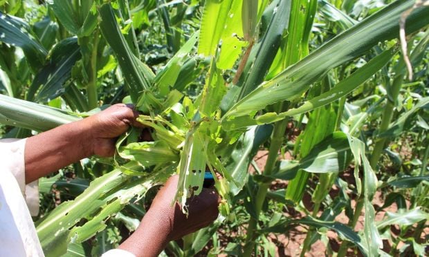 Revolutionary Armyworm-Resistant Maize Seeds Now Available to Farmers